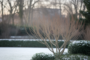 arbre-judas-branches-nues-neige