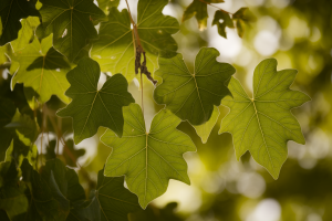 branche-judee-feuilles-coeur-flou
